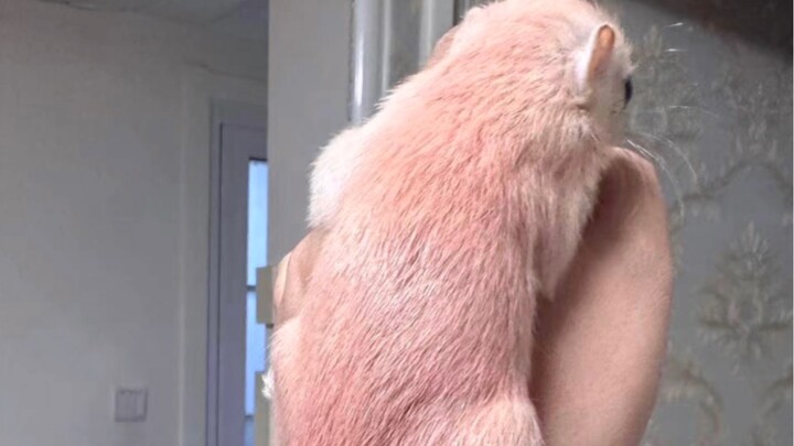 The changes in a pink squirrel after two months at home