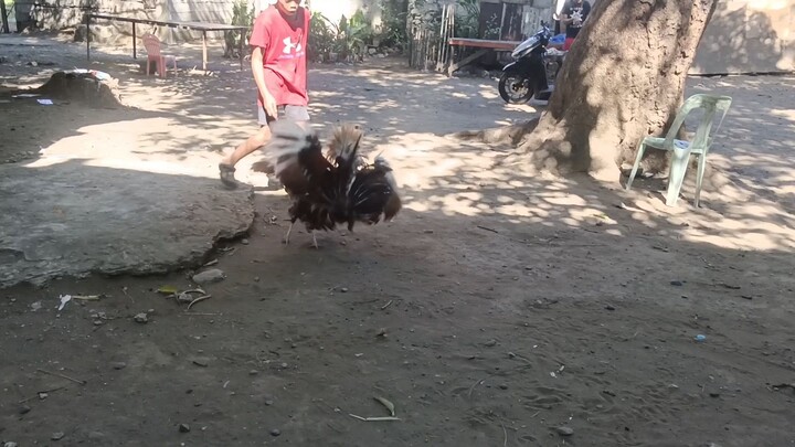 father and son bulik dome    #SALUDAGA GAMEYARD