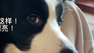 Have you ever seen a dog that likes to take a bath in a bath center so much?