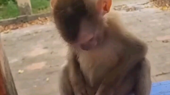 Bro Monkey, how old are you this year?