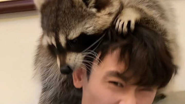 Get yourself a raccoon—every day it’ll give you a free stretch! #Raccoon #CutePetDebutPlan #Hilariou