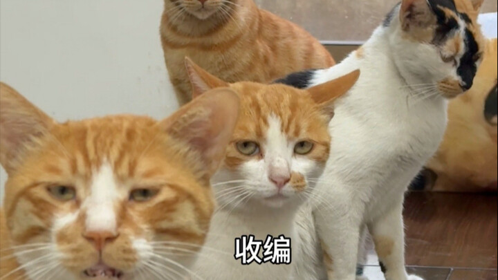 Mèo bố không thường thấy, còn mèo hoang thì rất nhiều.