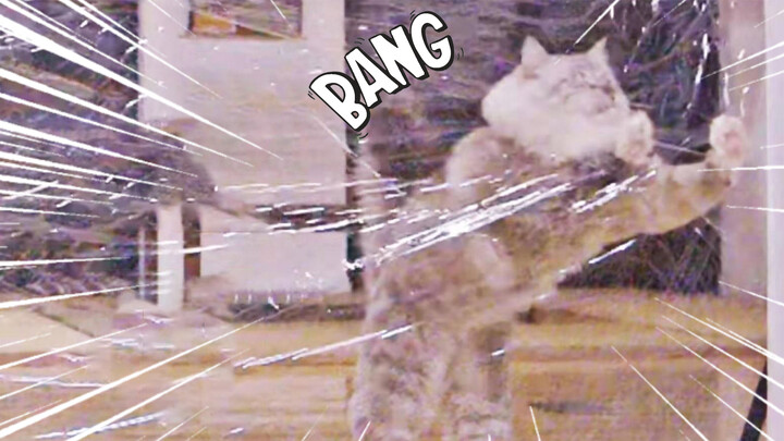 【Animal Circle】Can a huge invisible wall get in the way of 33 gluttons?