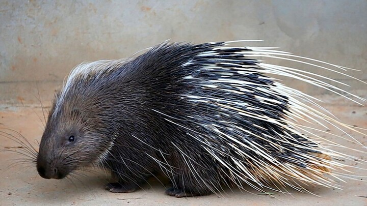 “สัตว์หลังเหล็ก” จะแทงคุณได้อย่างไร?