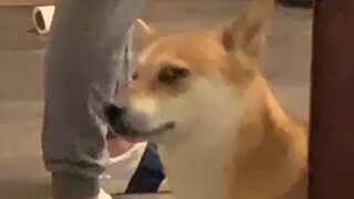 Anjing ini membuatku tertawa sepanjang hari.