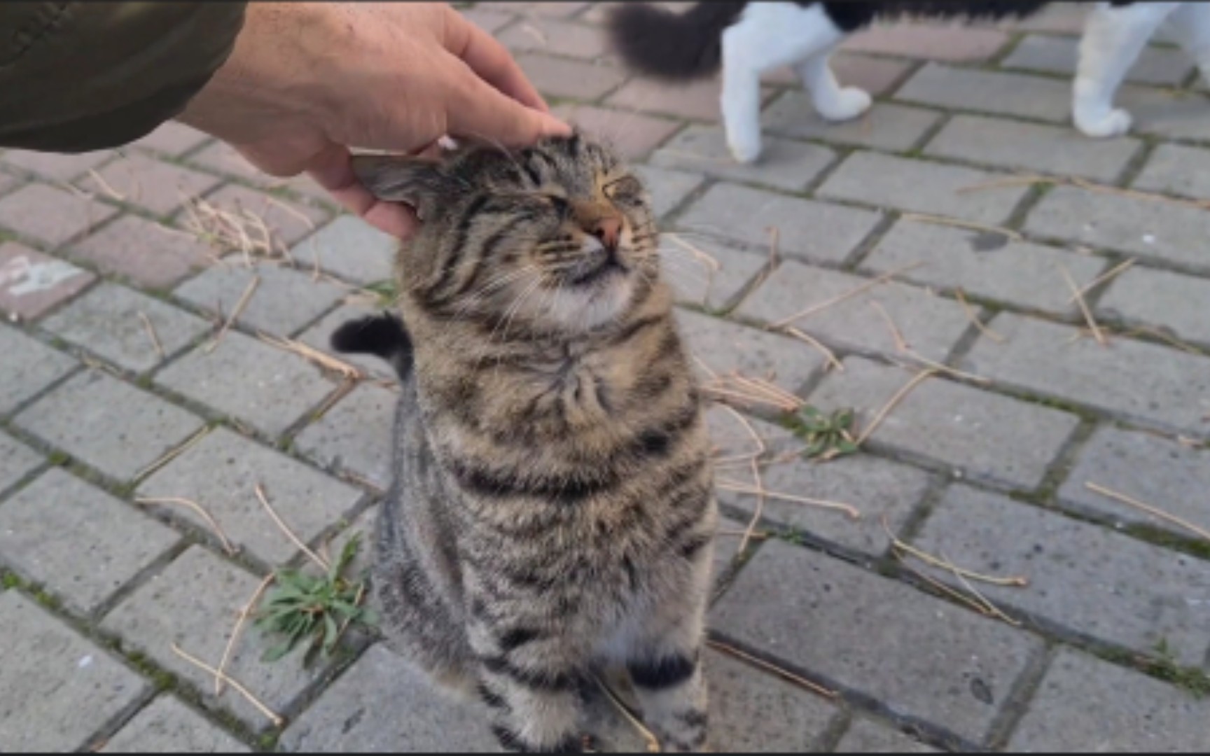 喂过流浪狸花猫后 它又带着其他没有饭吃的猫猫过来找我了 Bilibili