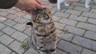 A stray cat come over to me with its friends for food