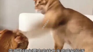 《九元拉面事件》吃九元拉面被服务员嘲讽，店铺一夜多了上万条差评#社会百态 #万万没想到 #震惊 #感情共鸣