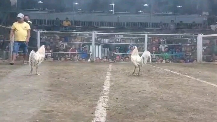 2nd win white tangkalxmelsims vs tose white