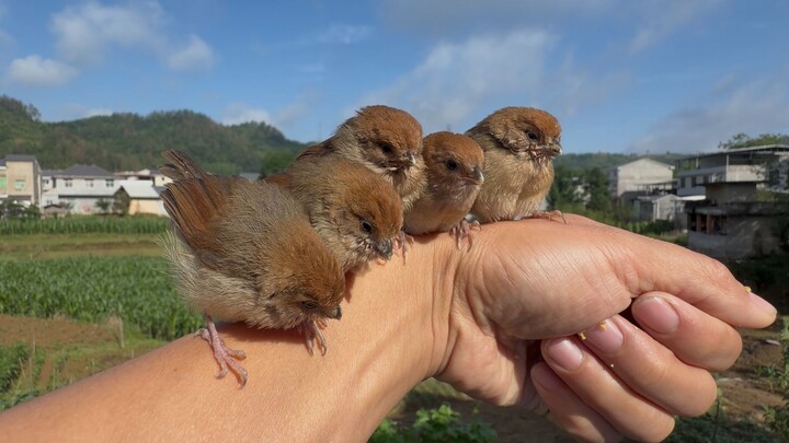 Little chubby birds are all perched on my arm...