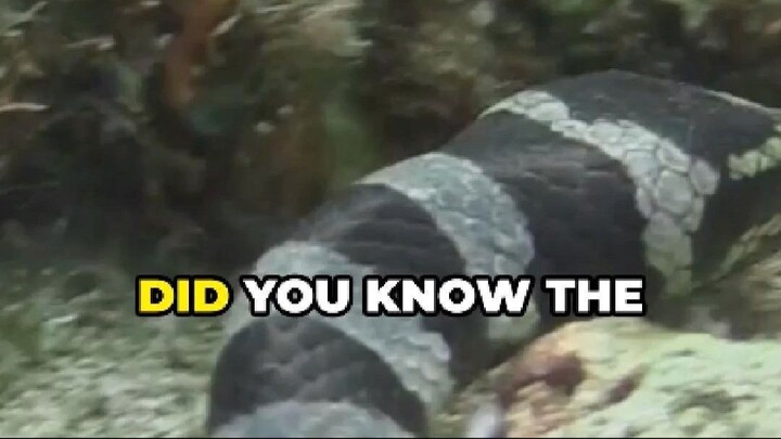 Banded Sea Krait: The Striped Snake of the Sea