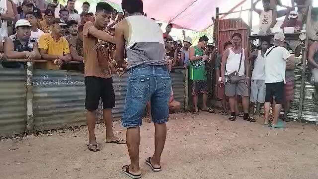 2x winner goldengrey (2nd win)