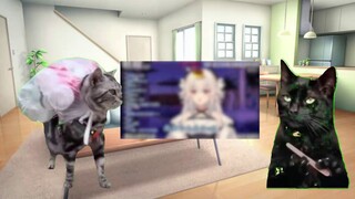 [Cat Meme] Saat saya menulis stasiun B sebagai vup di resume saya, saya tidak menyangka wawancaranya
