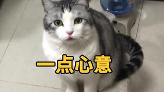 猫的报恩，细思恐极