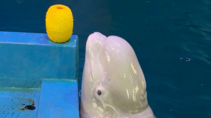 Xiaohēi is smart, isn't he?