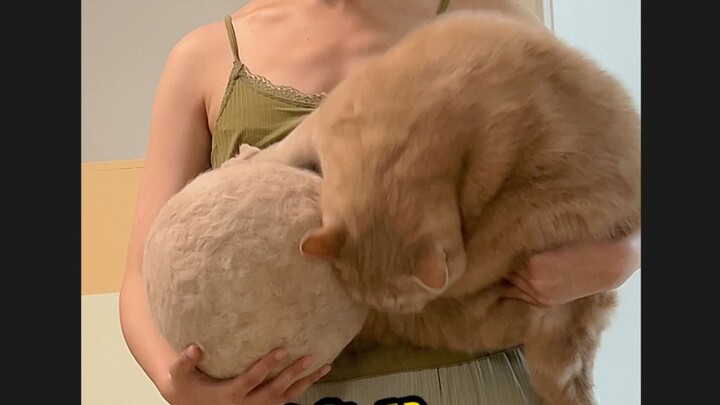 1 นาทีปอกหนังแมว! ช่วงมรสุมแมวดูชื้นไปหมดเลย