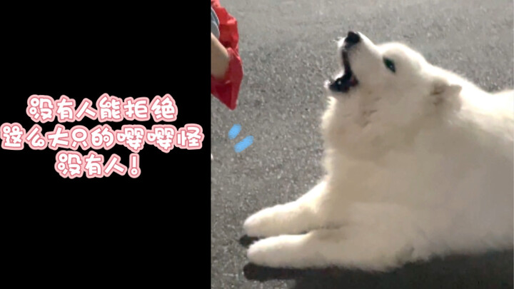 Kenapa ada anjing yang manja banget sih!