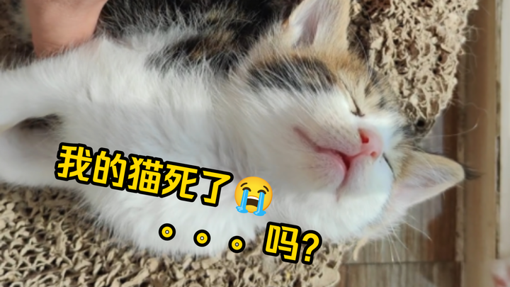 Me: My cat died 😫  Cat: Huh? What happened?