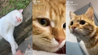 Video Này MeoW Phết - Tổng Hợp Meme Mèo - Funny Cat