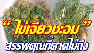เผย! "ไข่เจียวชะอม"เมนูบ้านๆ ที่ให้ประโยชน์และสรรพคุณมากจนคาดไม่ถึง !