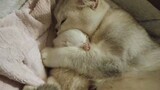 The happiest moment for kittens - be cuddled to sleep by mother cat
