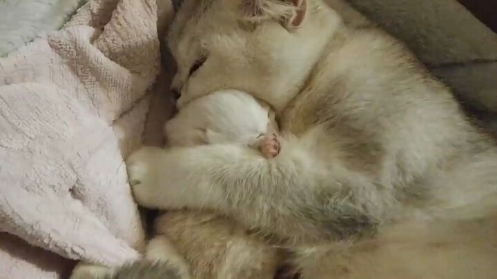 The happiest moment for kittens - be cuddled to sleep by mother cat