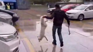 A beautiful white fox descends to earth... Hey, stop pulling my tail!