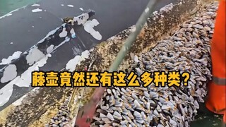 藤壶竟然还有这么多种类？ #科普 #神奇动物 #藤壶 #海洋