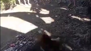 1 hit ng native