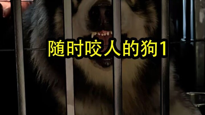 Anjing raksasa Alaska yang siap menggigit kapan saja tanpa alasan, anjing Kangal Sirius, dan si keci