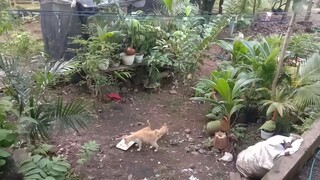 Kucing makan siang