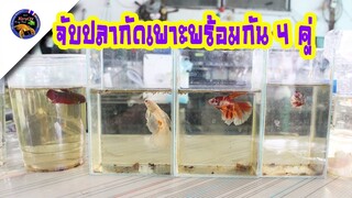 จับปลากัดลงรัดพร้อมกัน4คู่ ฮาฟมูนนีโม่ โค่ย ไวท์แพลตตินั่ม สไตล์korattv