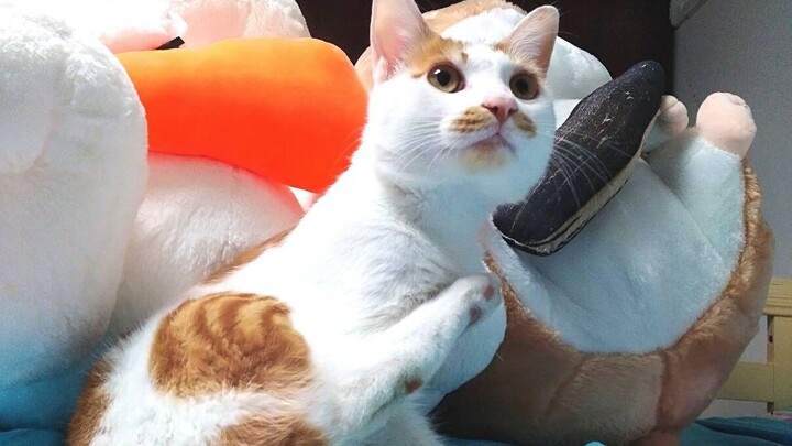 Chăm sóc chú mèo suốt hai năm hóa ra không phải của mình, anh chàng đổng cống lập tức suy sụp, lao v