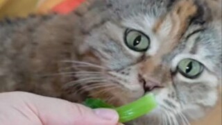 当你偶尔想强迫自己吃点蔬菜