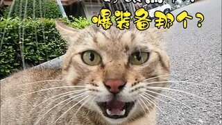 Meow, did the "meeting cat" run into you again?? Oh no, it dragged me along for a walk!!