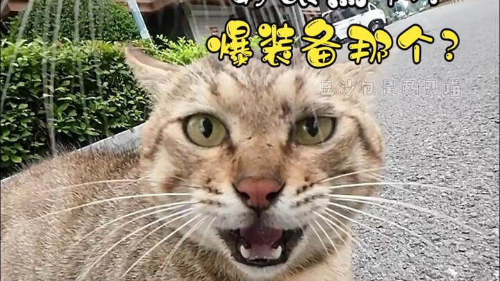 مووو، هل التقت بكِ "القطة التي تصطدم بالرأس" مرة أخرى؟ أوه لا، لقد "جذبتني" هذه المرة!!