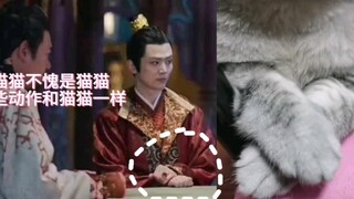 搞到真猫了，不愧是猫猫