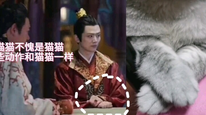搞到真猫了，不愧是猫猫