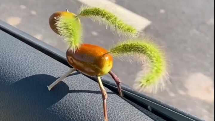 ใช้พุทราเป็นม้า พุ่งฝ่าลม!