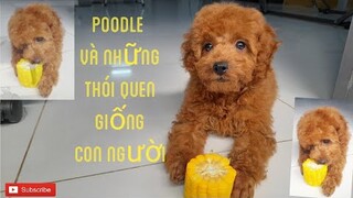 Poodle đáng yêu có sở thích giống hệt con người #thucung #poodle #yeuchomeo #dogs #pets