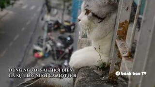 Đúng người nhưng sai thời điểm | Mèo thất tình | Bánh bao Tivi