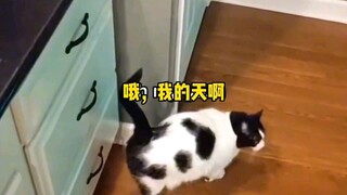 猫猫喷气式发动机启动！