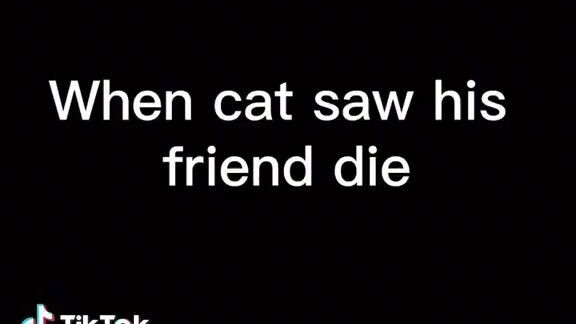 Find 'cat' on TikTok - TikTok Search_4