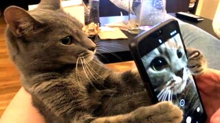 Funny Pets That Can Put You in Happy Mood Instantly 😊😻