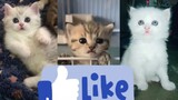 Kumpulan Video Anak Kucing Lucu Dan Imut | Cute Kittens