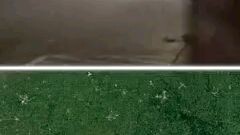 Scariest creatures caught on camera