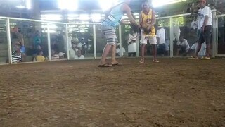 MJF GAMEFOWL - bulik ulit ibang angle lang. bulik ni MJF-GameFowl unang palahi.🥰