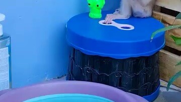 Baby monkey