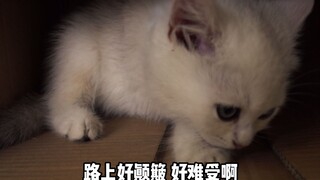 “Tôi cứ nghĩ sau khi mở hộp giấy ra, tôi sẽ có một ngôi nhà” | Tẩy chay hộp bí ẩn thú cưng