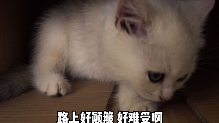 “我以为纸盒打开后我就会有一个家”|抵制宠物盲盒